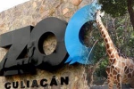 Coronavirus lockdown, Culiacan Zoo, animals abandoned during coronavirus lockdown are rescued by a zoo in mexico, Plight Coronavirus lockdown, Culiacan Zoo, animals abandoned during coronavirus lockdown are rescued by a zoo in mexico, Plight
