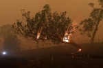 wildlife, wildlife, australia fires warnings of huge blazes ahead despite raining, Firefighters