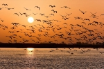 Indian birds, bird habitat, india witnesses alarming decline in the bird habitat, Extinct