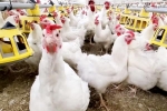 Bird flu outbreak, Bird flu USA breaking, bird flu outbreak in the usa triggers doubts, Chicken