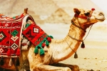 Camel Milk latest breaking, Camel Milk good or bad, benefits and side effects of camel milk, Actor