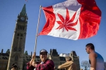 Legalize, Senate, canada senate legalizes recreational marijuana, Marijuana Legalize, Senate, canada senate legalizes recreational marijuana, Marijuana