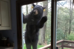 The state Department of Energy and Environmental Protection, Connecticut woman had a surprise visit from a Bear, connecticut woman had a surprise visit from a bear, Stagecoach