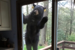 Visit from a Bear, Connecticut bears, connecticut woman had a surprise visit from a bear, Stagecoach
