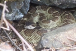 Fire in Connecticut, Fire in Connecticut, firefighters battling fire faced another threat in connecticut, Snakes