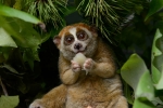 endandgered species, endandgered species, cute but deadly the critically endangered slow lorises, Circus