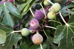 Figs health benefits, Figs analysis, are figs really vegetarian or non vegetarian, Exploitation