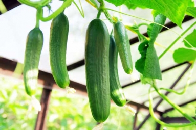 Hack to grow Cucumber is going viral for all the Right Reasons Hack to grow Cucumber is going viral for all the Right Reasons