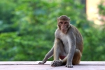prevent monkey bite, Monkey bite, how to survive a monkey attack handle it without panicking, Monkeys