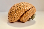 Brains, Indians, indians have smaller brains a study revealed, Demographic