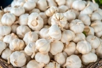 Garlic a Mosquito Repellent, Garlic Vs Mosquito Repellent myth, is garlic a mosquito repellent, Home remedies
