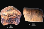 Hybodont Sharks rare, Rajasthan, new species of jurassic age hybodont shark discovered in rajasthan, Bajpai