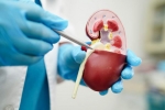 Lower Creatinine Levels for health, Creatinine Levels maintenance, tips to lower your creatinine levels, Kidney health