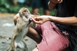 Monkey Bite breaking news, Monkey Bite breaking news, what to do after a monkey bite, Vaccine