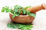 Moringa health benefits, Moringa health benefits, is moringa a must have in your diet, Instagram