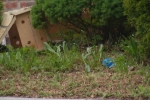 Zaytuna Grocery Store, Police, new born baby found behind grocery store in danbury, Zaytuna grocery store