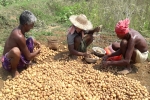 potato farming at home, potato farming process, pepsico case potato farmers in gujarat seek compensation for harassment, Pepsico