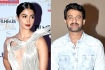Prabhas, Pooja Hegde news, pooja hegde all set to romance prabhas, Duvvada jagannadham
