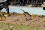 Rat Tourism in New York, Somewhat bloodthirsty campaign, must experience trend in new york city, Tourism