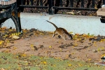 Mayor concern on New York rodents, New York Tourism, must experience trend in new york city, Celebs