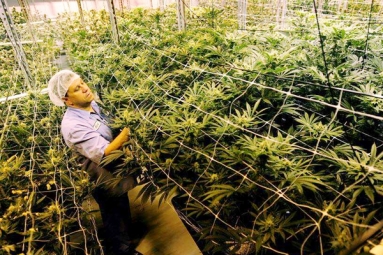 Connecticut approves first medical marijuana research program!