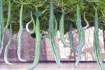 Snake Gourd new updates, Snake Gourd new updates, advantages of eating snake gourd, Nutrients