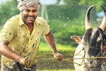 Sreekaram trailer talk, Sreekaram business, sharwanand s sreekaram trailer released, Ok jaanu Sreekaram trailer talk, Sreekaram business, sharwanand s sreekaram trailer released, Ok jaanu