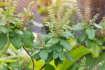 tulsi leaves for pimples, tulsi for skin pigmentation, tulsi for skin how this indian herb helps in making your skin acne free glowing, Youthful skin