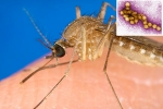 West Nile Virus mosquito, West Nile Virus, russia warns of west nile virus, Autumn