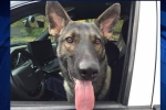Wethersfield Police dog, dog Thor, memorial service planned for wethersfield police dog, Hartford police