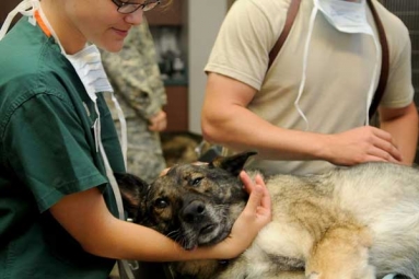 Working with Animals Can Hurt Your Mental Health: Study