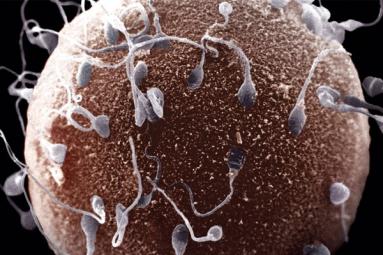 First Fraction of Semen is Qualitative to fertilize! First Fraction of Semen is Qualitative to fertilize!},{First Fraction of Semen is Qualitative to fertilize!