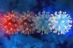 C.1.2 variant updates, C.1.2 variant symptoms, latest coronavirus variant evades vaccine protection, Mauritius
