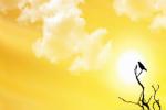 UAE, visible impression, friday is the longest day of the year, Middle east news