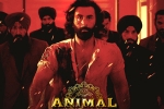 Animal Filmfare Awards, Animal breaking news, record breaking nominations for animal, Triptii dimri