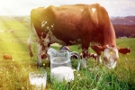 Cow Milk, Cow Milk price, ten health benefits of consuming cow milk, Decay