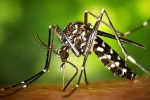 Connecticut news, Connecticut news, health department monitoring 30 babies for zika virus, Birth defects