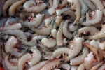 fish, turtle, indian shrimp faces threat of ban in u s, Al hilal