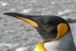 nitrous oxide, Danish researchers, laughing gas released from penguins poop causes a ruckusto the environment, Laughing gas