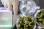 Covid-19 Vaccine, Apelin, lung damage from covid 19 can be prevented with cannabidiol, Human trials