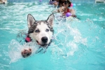 Swimming Dog Fitness good or bad, Dog Fitness research, how can swimming boost your dog s fitness, Swimming