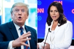 trump slams tulsi gabbard, trump, trump slams tulsi gabbard for alleging that he supports al qaeda, Hawaii